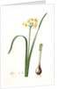 Narcissus intermedius, Narcisse intermédiaire (signed) by Pierre Joseph Redouté