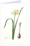 Narcissus intermedius, Narcisse intermédiaire (signed) by Pierre Joseph Redouté