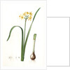 Narcissus intermedius, Narcisse intermédiaire (signed) by Pierre Joseph Redouté