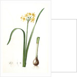 Narcissus intermedius, Narcisse intermédiaire (signed) by Pierre Joseph Redouté