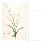 Cyanella capensis, Cyanelle du Cap, Lady's hand by Pierre Joseph Redouté