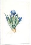 Iris pumila floribus cæruleis, Iris naine à fleurs bleus by Pierre Joseph Redouté