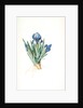 Iris pumila floribus cæruleis, Iris naine à fleurs bleus by Pierre Joseph Redouté