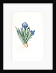 Iris pumila floribus cæruleis, Iris naine à fleurs bleus by Pierre Joseph Redouté