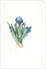 Iris pumila floribus cæruleis, Iris naine à fleurs bleus by Pierre Joseph Redouté