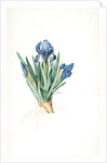 Iris pumila floribus cæruleis, Iris naine à fleurs bleus by Pierre Joseph Redouté