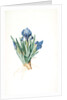 Iris pumila floribus cæruleis, Iris naine à fleurs bleus by Pierre Joseph Redouté