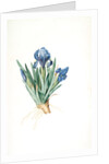Iris pumila floribus cæruleis, Iris naine à fleurs bleus by Pierre Joseph Redouté
