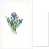 Iris pumila floribus cæruleis, Iris naine à fleurs bleus by Pierre Joseph Redouté