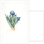 Iris pumila floribus cæruleis, Iris naine à fleurs bleus by Pierre Joseph Redouté