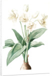 Crinum giganteum, Crinum gèant; Giant Spider Lily by Pierre Joseph Redouté