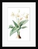 Crinum giganteum, Crinum gèant; Giant Spider Lily by Pierre Joseph Redouté