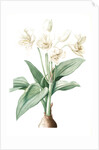 Crinum giganteum, Crinum gèant; Giant Spider Lily by Pierre Joseph Redouté