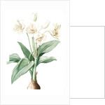 Crinum giganteum, Crinum gèant; Giant Spider Lily by Pierre Joseph Redouté