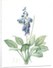 Hemerocallis Caerulea, Hosta caerulea; Hémérocalle bleue, Dark blue Plantain Lily by Pierre Joseph Redouté