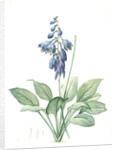 Hemerocallis Caerulea, Hosta caerulea; Hémérocalle bleue, Dark blue Plantain Lily by Pierre Joseph Redouté