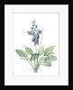 Hemerocallis Caerulea, Hosta caerulea; Hémérocalle bleue, Dark blue Plantain Lily by Pierre Joseph Redouté