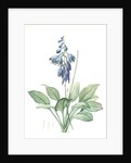 Hemerocallis Caerulea, Hosta caerulea; Hémérocalle bleue, Dark blue Plantain Lily by Pierre Joseph Redouté