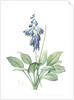 Hemerocallis Caerulea, Hosta caerulea; Hémérocalle bleue, Dark blue Plantain Lily by Pierre Joseph Redouté