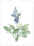 Hemerocallis Caerulea, Hosta caerulea; Hémérocalle bleue, Dark blue Plantain Lily by Pierre Joseph Redouté