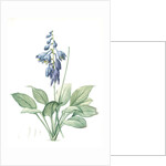 Hemerocallis Caerulea, Hosta caerulea; Hémérocalle bleue, Dark blue Plantain Lily by Pierre Joseph Redouté