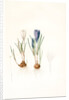 Crocus vernus, Safran priiiintanier; Spring crocus by Pierre Joseph Redouté