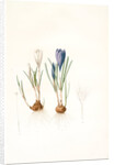 Crocus vernus, Safran priiiintanier; Spring crocus by Pierre Joseph Redouté