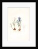 Crocus vernus, Safran priiiintanier; Spring crocus by Pierre Joseph Redouté