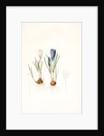 Crocus vernus, Safran priiiintanier; Spring crocus by Pierre Joseph Redouté