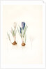 Crocus vernus, Safran priiiintanier; Spring crocus by Pierre Joseph Redouté