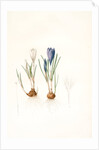Crocus vernus, Safran priiiintanier; Spring crocus by Pierre Joseph Redouté