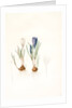 Crocus vernus, Safran priiiintanier; Spring crocus by Pierre Joseph Redouté