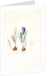 Crocus vernus, Safran priiiintanier; Spring crocus by Pierre Joseph Redouté
