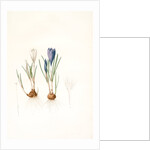 Crocus vernus, Safran priiiintanier; Spring crocus by Pierre Joseph Redouté