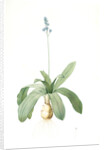 Scilla Lilio-hyacinthus, Scilla fausse-jacinthe, Read hyacinth by Pierre Joseph Redouté