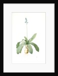 Scilla Lilio-hyacinthus, Scilla fausse-jacinthe, Read hyacinth by Pierre Joseph Redouté