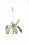 Scilla Lilio-hyacinthus, Scilla fausse-jacinthe, Read hyacinth by Pierre Joseph Redouté