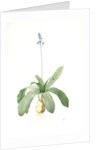 Scilla Lilio-hyacinthus, Scilla fausse-jacinthe, Read hyacinth by Pierre Joseph Redouté