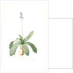 Scilla Lilio-hyacinthus, Scilla fausse-jacinthe, Read hyacinth by Pierre Joseph Redouté