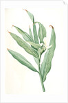 Hedychium coronarium, Hedychium à couronnes; Butterfly Lily or Garland Flower, Ginger Lily by Pierre Joseph Redouté