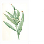 Hedychium coronarium, Hedychium à couronnes; Butterfly Lily or Garland Flower, Ginger Lily by Pierre Joseph Redouté