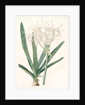 Crinum americanum by Pierre Joseph Redouté
