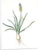 Muscari ambrosiacum, Muscari moschatum; Muscari odorant; Musk or Nutmeg Hyacinth; Grape Hyacinth by Pierre Joseph Redouté