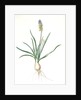 Muscari ambrosiacum, Muscari moschatum; Muscari odorant; Musk or Nutmeg Hyacinth; Grape Hyacinth by Pierre Joseph Redouté