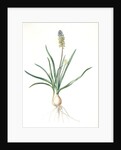 Muscari ambrosiacum, Muscari moschatum; Muscari odorant; Musk or Nutmeg Hyacinth; Grape Hyacinth by Pierre Joseph Redouté