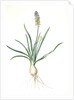 Muscari ambrosiacum, Muscari moschatum; Muscari odorant; Musk or Nutmeg Hyacinth; Grape Hyacinth by Pierre Joseph Redouté