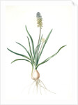 Muscari ambrosiacum, Muscari moschatum; Muscari odorant; Musk or Nutmeg Hyacinth; Grape Hyacinth by Pierre Joseph Redouté