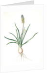 Muscari ambrosiacum, Muscari moschatum; Muscari odorant; Musk or Nutmeg Hyacinth; Grape Hyacinth by Pierre Joseph Redouté
