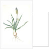 Muscari ambrosiacum, Muscari moschatum; Muscari odorant; Musk or Nutmeg Hyacinth; Grape Hyacinth by Pierre Joseph Redouté