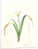 Pancratium parviflorum, Pancrace á petites fleurs, Small-flowered pancratium by Pierre Joseph Redouté